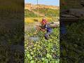 Fishing with trap in river 06 #fishing #shorts
