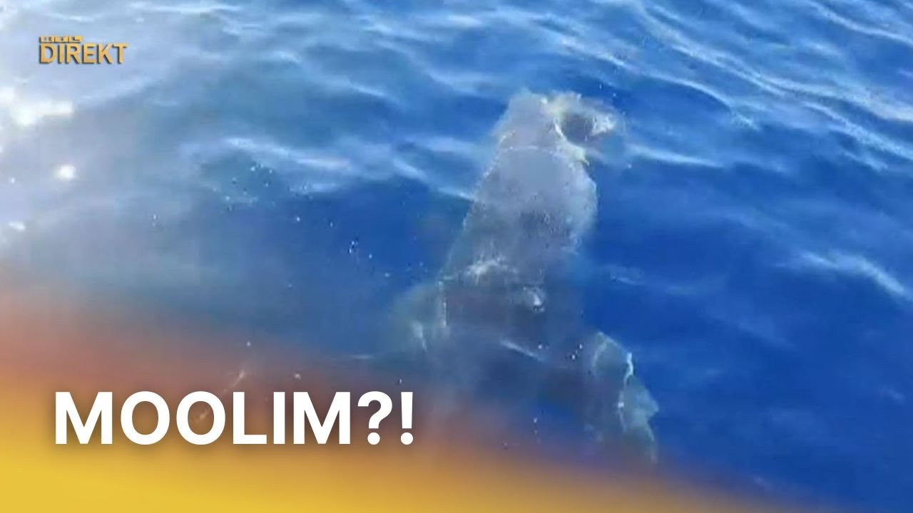 Morski pas kod Žirja u jednom zalogaju odgrizao pola tune od 30 kilograma. Moolim?! | RTL Direkt