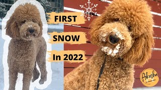 First Snow in 2022 - Standard Poodle Playing in the Snow | Poodle's Daily Life by Akasha the Standard Poodle 112 views 2 years ago 47 seconds