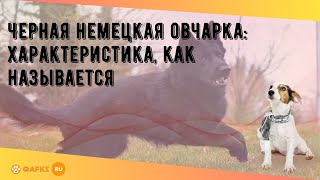 Черная немецкая овчарка: характеристика, как называется