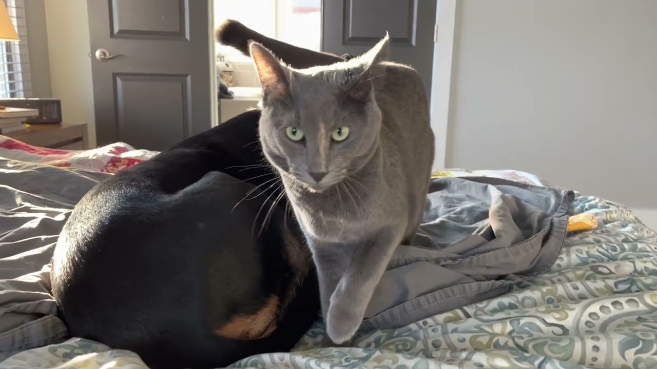 Dog & Cat - Still Lovebirds