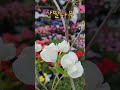 ##강문경 #사랑의광고 #산딸나무 #노랑산딸#흰산딸나무#정원수#불로화훼단지