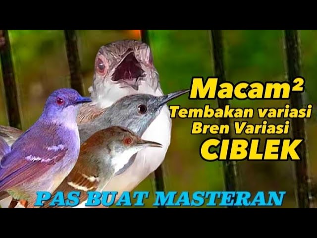 Masteran ciblek ngebren variasi, kumpulan 4 ciblek ngebren pas buat masteran class=