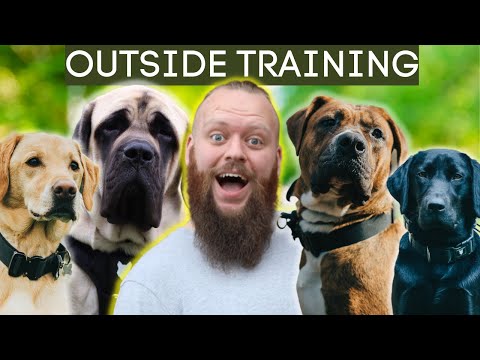 Wideo: Co musisz wiedzieć, aby utrzymać psa na zewnątrz