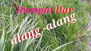 Download Lagu 223. Rumput Alang Alang Tumbuh Liar Di Sawah Apa Manfaatnya @PertaniandanWisata MP3