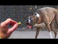 Dogs And Cats Reaction To Food - Funny Animal Reaction | Fluff Planet