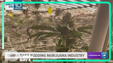 An inside look at the Tampa Bay area