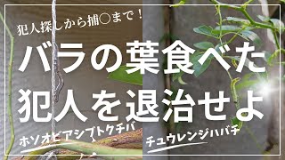 バラの葉を食べる2大害虫ホソオビアシブトクチバとチュウレンジハバチの幼虫対処法