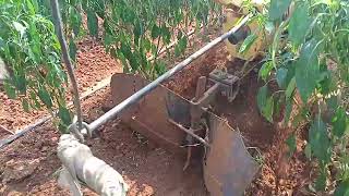 Final intercultion in chilly or mirchi thota with 6hp kisan Kraft power weeder