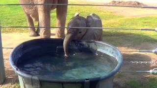 Baby Elephant Blows Bubbles  Reid Park Zoo