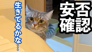 風呂場で10分以上動かずにいたら、猫が心配して様子を見に来ました。