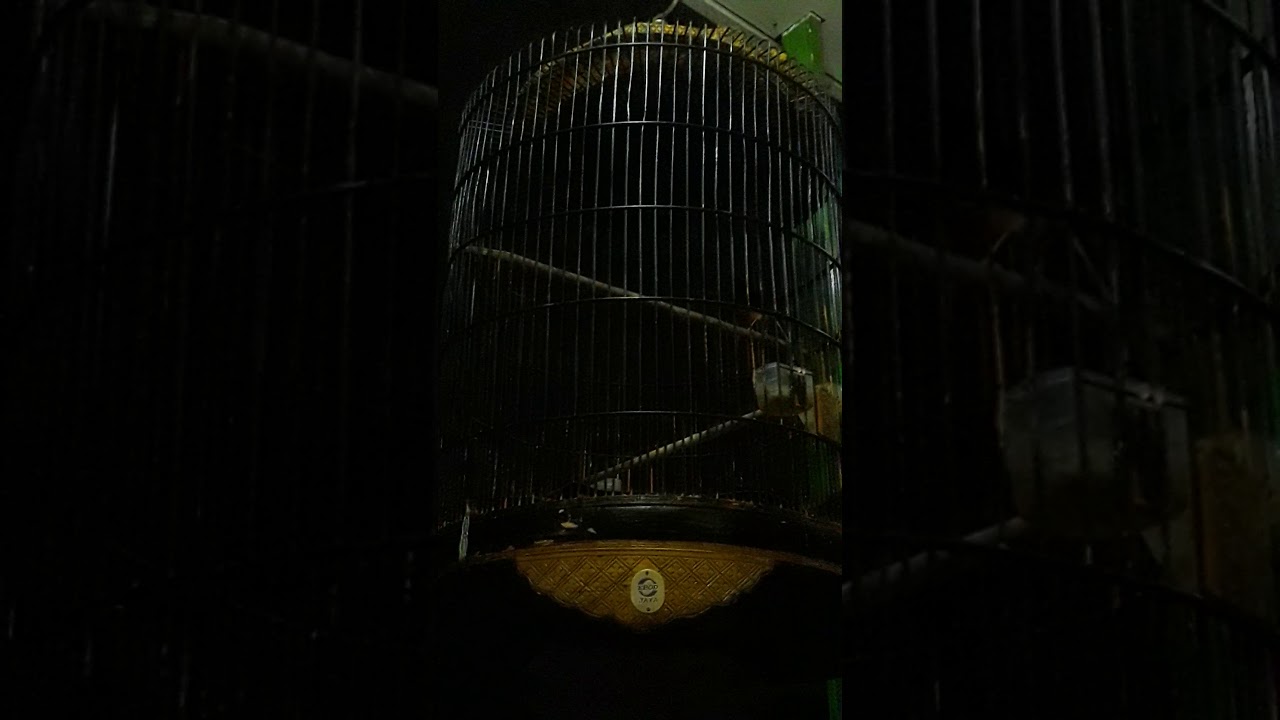 Burung murai - YouTube