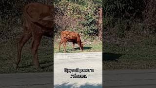 Нападение быка в Абхазии.