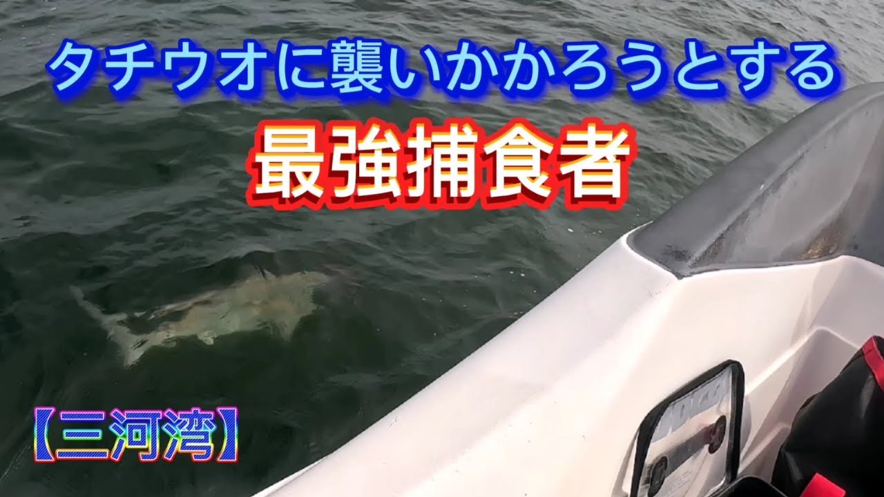 タチウオ 捕食中の生物 | タチウオ／太刀魚／立魚 : 旬の魚介百科 – GWMS
