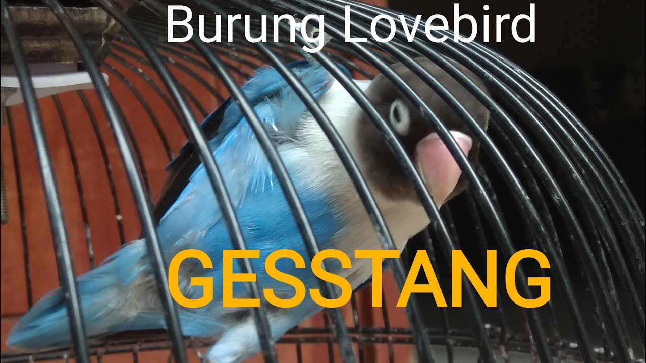 Burung Lovebird GESTANG(Gesek Tangkringan) Dan Cara Penyembuhannya