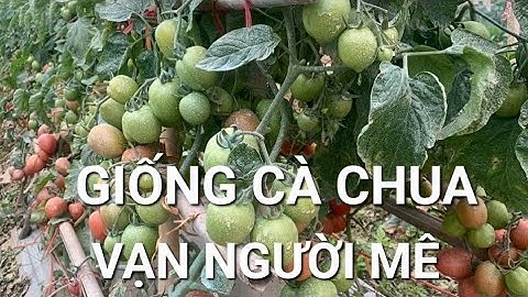 0389640555 Giống cà chua Tesla chinh phục mọi khách hàng khó tính nhất.