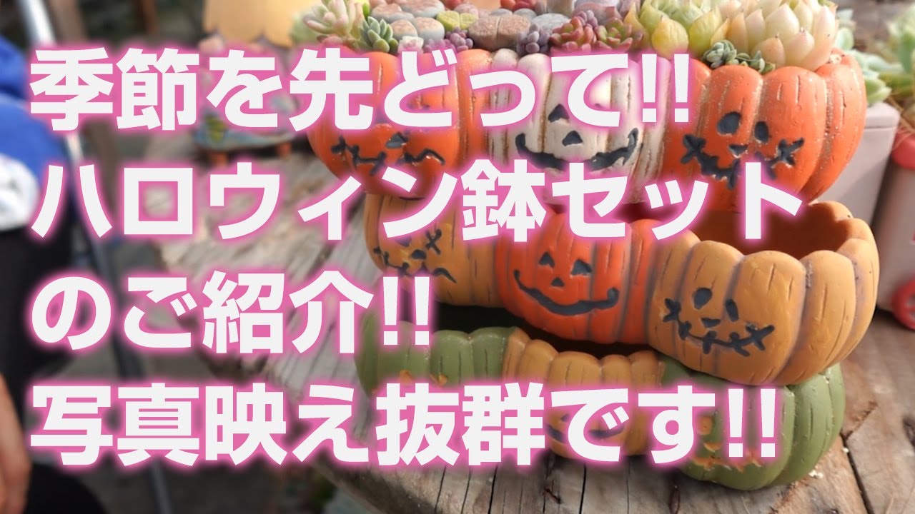 2024.08.08【多肉植物】季節を先どって!!ハロウィン鉢セットのご紹介