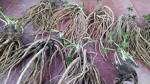 Sâm quy đá, sâm xuyên đá, củ khúc khắc... thơm phức, rễ xum xuê, đẹp long lanh. Sđt(zalo) 0388984410