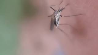 How mosquito uses her needle to suck your blood | Macro Shot | By kkb