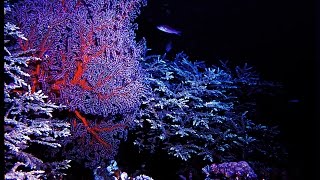 Phim đặc biệt Khám phá Dưới biển Trường Sa - Coral reef in the Spratly Islands , Vietnam