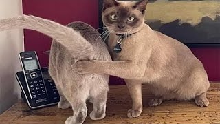 картинка: НЕПРИЛИЧНО СМЕШНЫЕ КОТЫ И КОШКИ 😈 ЛЮТЫЕ ПРИКОЛЫ ПРО ЖИВОТНЫХ😆