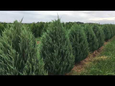 فيديو: Blue Juniper (37 صورة): 