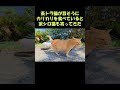 茶トラ猫が旨そうにカリカリを食べていると茶シロ猫も寄ってきた #猫 #ネコ #cat