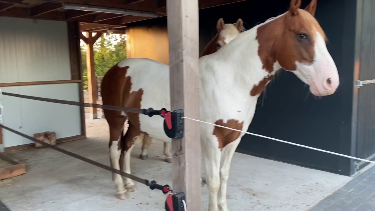 Mini paddock paradise op slechts 1600m2 - equi habitat