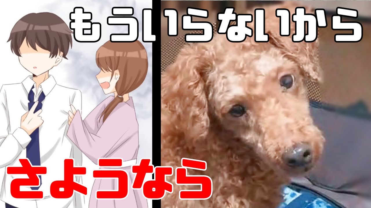 ふわり」ママに愛されたかったトイプードルの女の子 - YouTube