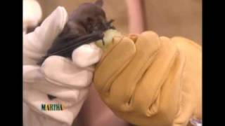 Organization for Bat Conservation at Martha Stewart