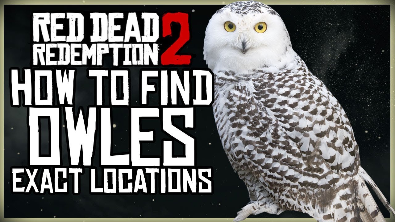 Spanien ekstra Cruelty WHERE TO FIND OWLS IN RED DEAD REDEMPTION 2 EXACT MAP LOCATION - YouTube