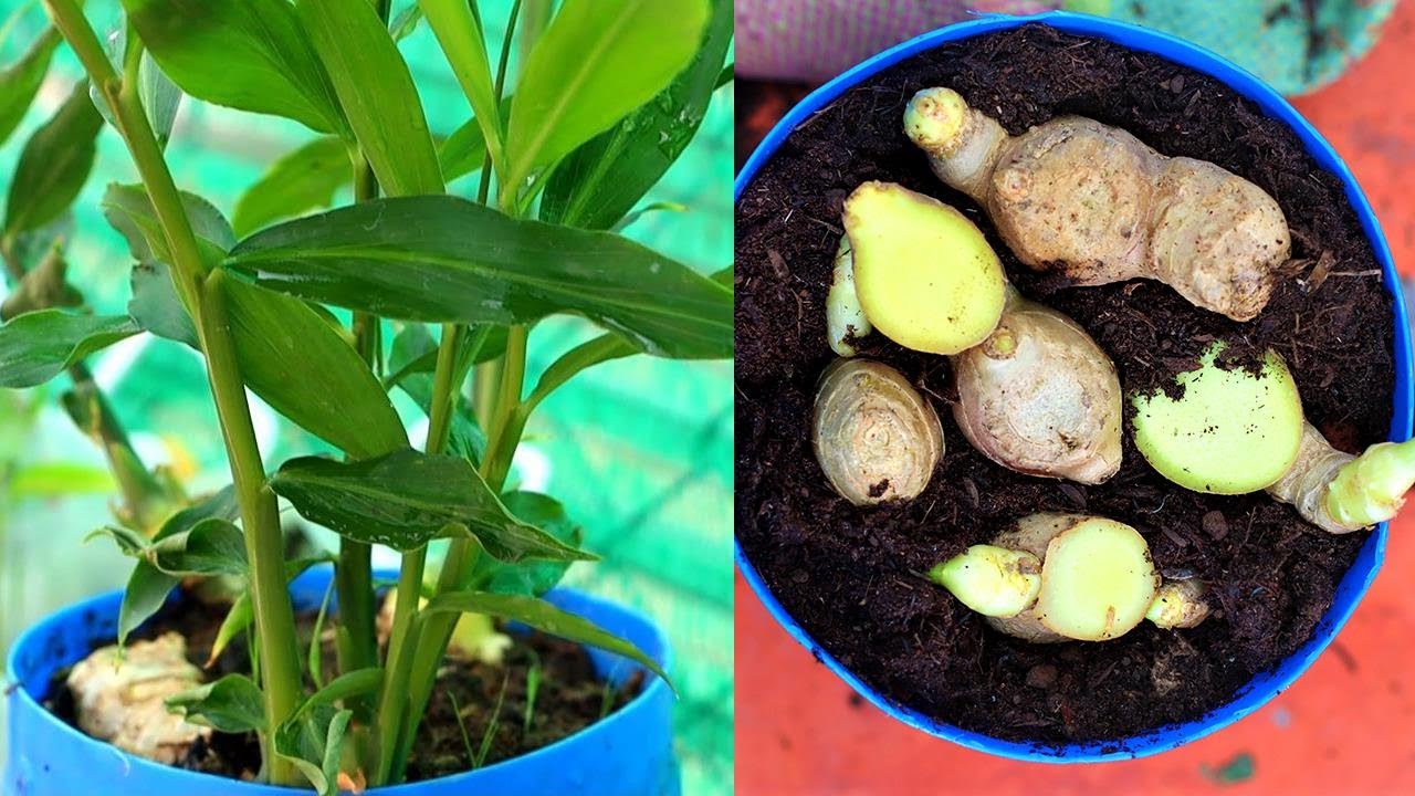 How to Grow Ginger in SelfWatering Container And Get a Huge Harvest