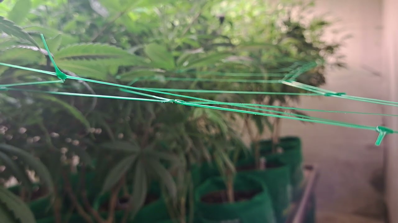 start week 2 flower update 