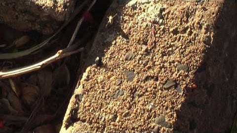 Green Stink Bug  - Free Video Stock Background