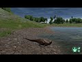 The Isle T-REX FR