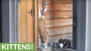 Polite cat rings doorbell to be fed