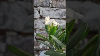 নয়নতারা #flowers #greenrooftop #garden #plants #nature #birds #noyontara #ful #sadabahar #white