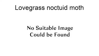 Lovegrass Noctuid Moth