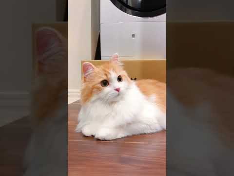Funniest Cats And Dogs Videos 😺😍 l Funniest Cats and Dogs 🐱🐶 PART-6 #shorts