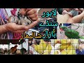 Lahore Shalimar Sunday Birds Bazar Lahore Latest Price update Lahore only on Pet Lover Pakistan