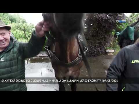 SAMAT E GRENOBLE, ECCO LE DUE MULE IN MARCIA CON GLI ALPINI VERSO L'ADUNATA | 07/05/2024