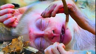 OMG ! what happened bb ? Cute action bb monkey | Adorable monkeys love.
