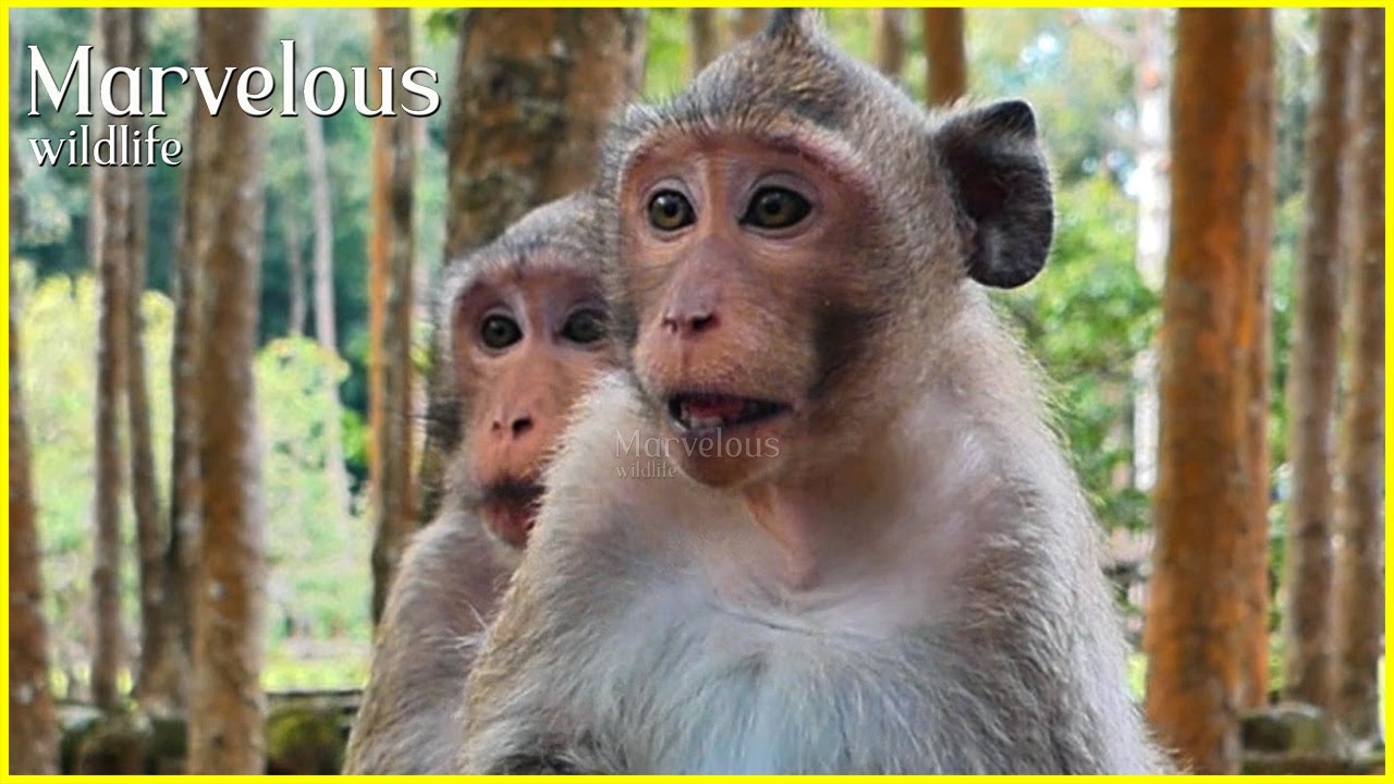 Not Jane's voice! P!tyy ​Jonna was c/onfused to hear a sound similar until l/eave from Jazzy to find