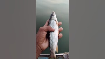 fishing video🤯chhoti fish🐟 machhali pakdane ka Tarika hook mein #fish #fishing #viral #youtubeshorts