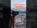 ਬਣਨ ਨੂੰ ਫਿਰਦੇ ਸੀ ਜਿਹੜੇ #funny #funnyvideo #funnyhorse #animalfunnyvideos #shortsvideo #youtube