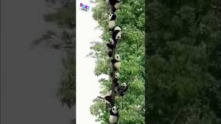 Pandas Sobreviven Caídas Extremas  #kungfupanda #shorts #panda