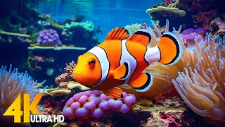 Aquarium 4K VIDEO (ULTRA HD) 🐠 Beautiful Coral Reef Fish - Relaxing Sleep Meditation Music #13