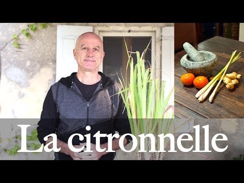 Vidéo: Vous hachez de la citronnelle ?