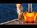 ПРИКОЛЫ С ЖИВОТНЫМИ ДО СЛЕЗ / Смешные КОТЫ 2021 / Приколы с КОТАМИ / Funny ANIMALS video #49