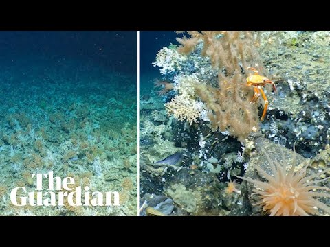 &#039;Full of life&#039;: scientists discover pristine deep-sea Galapagos coral reefs